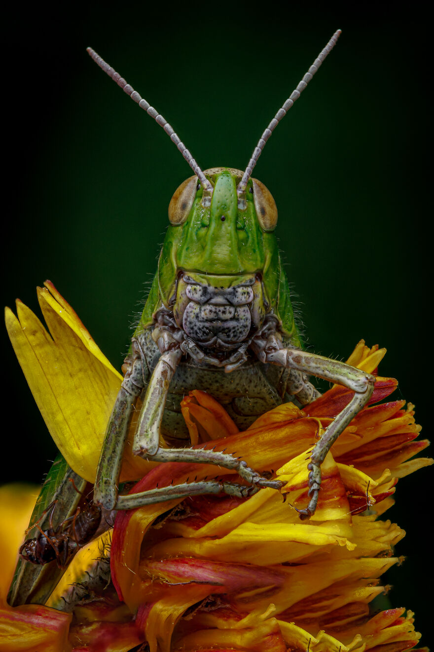 What If Bugs Had Personality? Rory J Lewis Thinks They Do&mdash;and Has The Photos To Prove It!