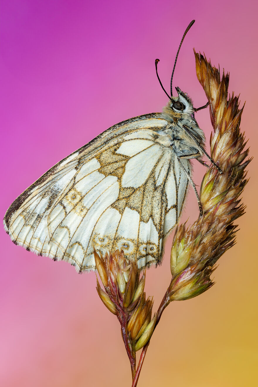 What If Bugs Had Personality? Rory J Lewis Thinks They Do&mdash;and Has The Photos To Prove It!