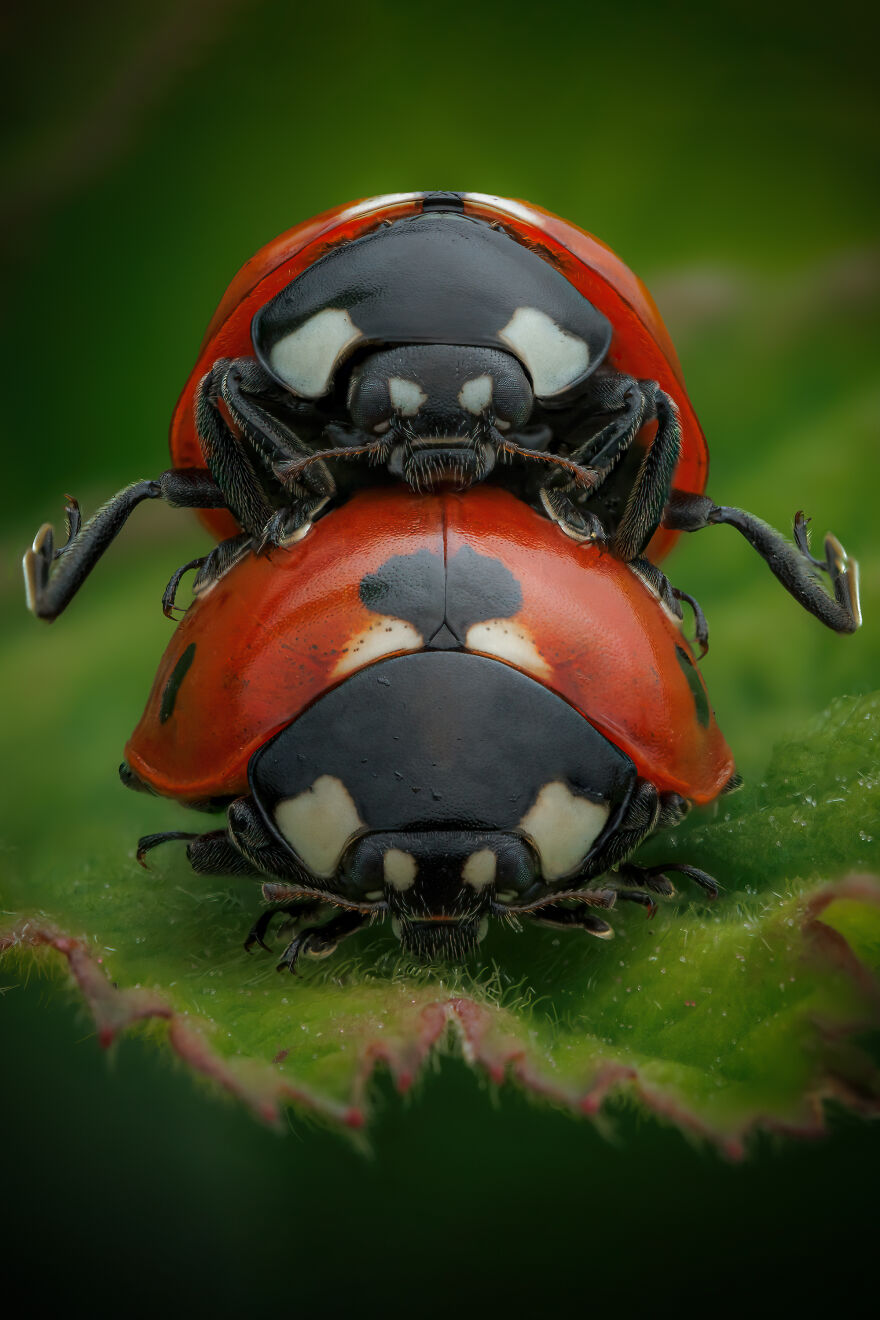 What If Bugs Had Personality? Rory J Lewis Thinks They Do&mdash;and Has The Photos To Prove It!