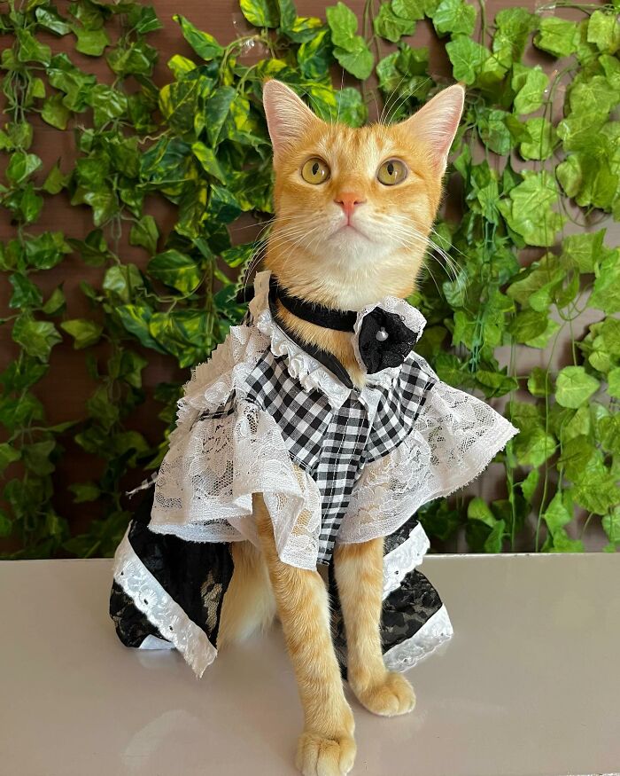 Fashion-forward cat August wearing a black and white lace outfit, posing in front of green leafy background.