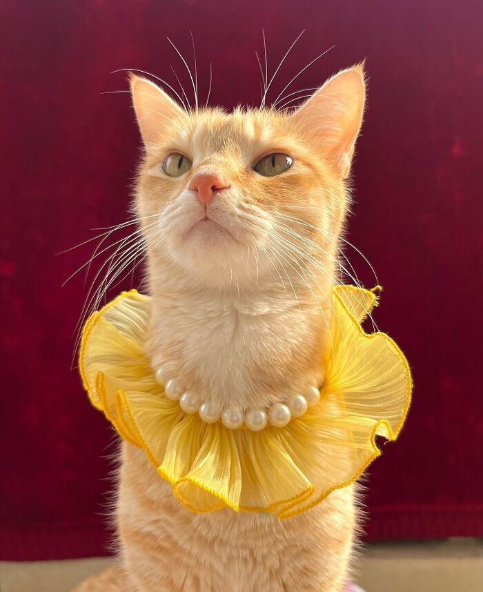 Fashion-forward cat wearing a yellow ruffled collar with pearls, posing elegantly against a dark red background.