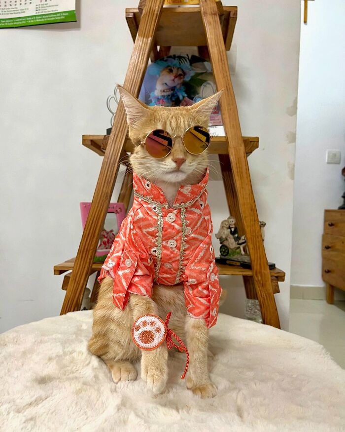 Fashion-forward cat August wearing stylish sunglasses and a vibrant orange outfit, sitting on a white surface indoors.