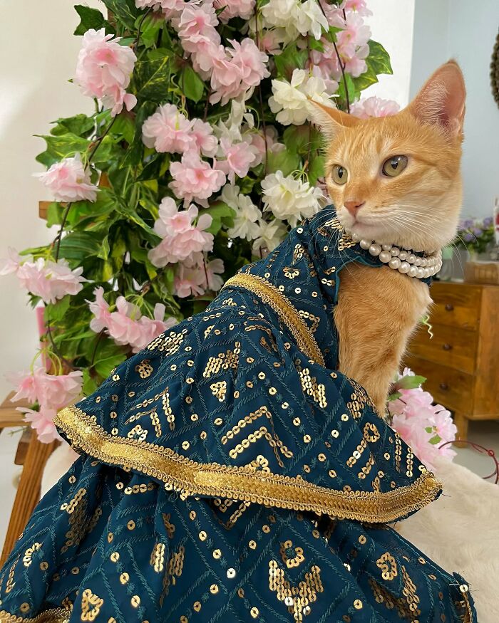 Ginger cat wearing an elegant blue and gold dress with pearls, posing in front of a backdrop of pink and white flowers.