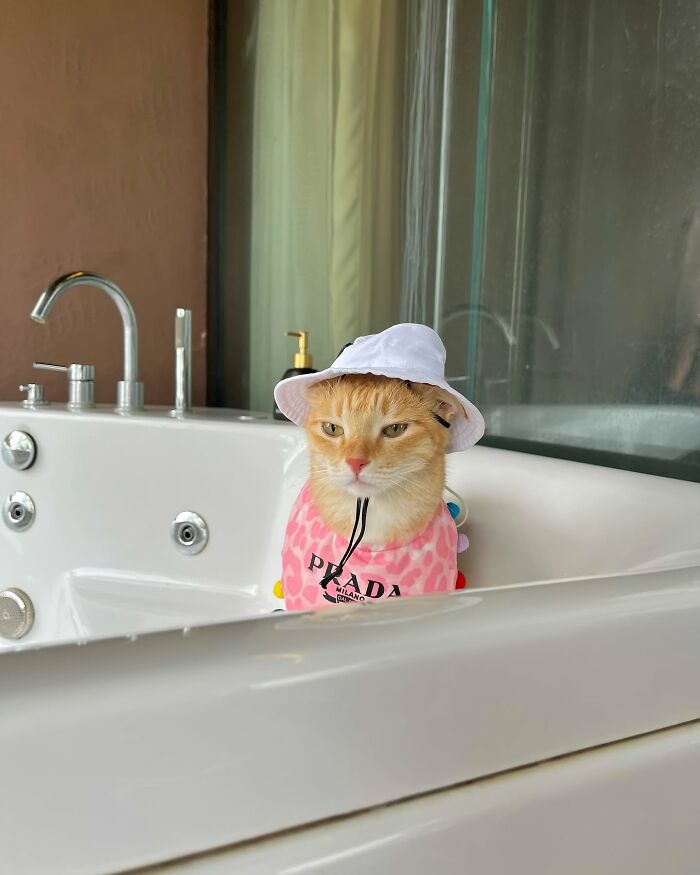 Fashion-forward cat wearing a white hat and pink Prada outfit sitting in a bathtub with a modern faucet nearby.