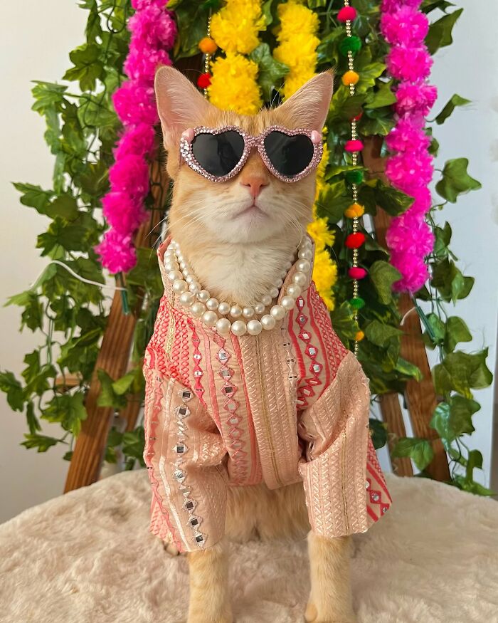 Fashion-forward cat wearing heart-shaped sunglasses, pearl necklace, and stylish outfit with colorful floral background.