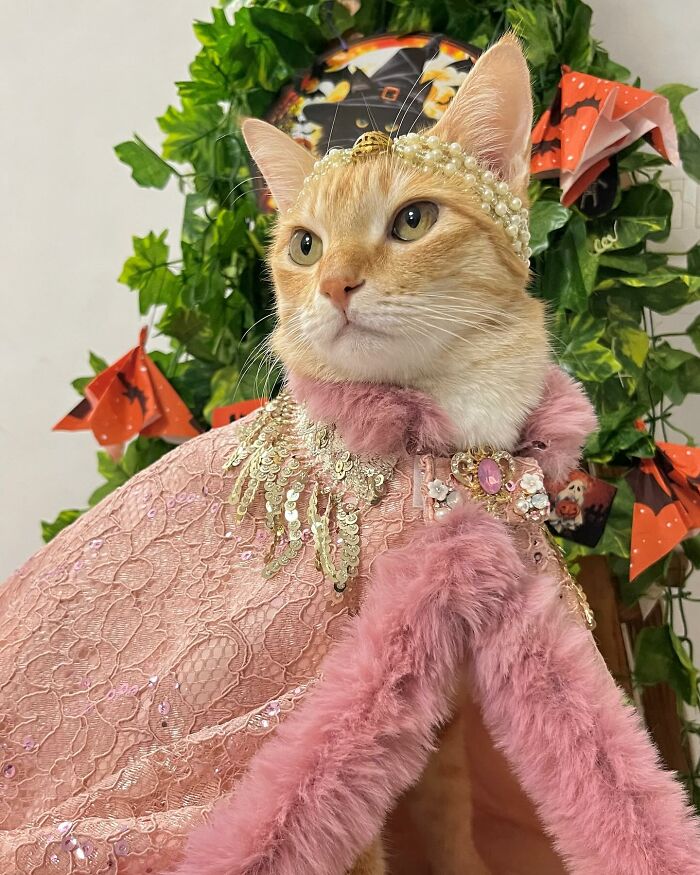 August the fashion-forward cat wearing a pink fur-trimmed cape and pearl headband with a leafy background.