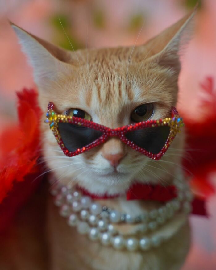 Fashion-forward cat August wearing embellished sunglasses and pearl necklaces in a vibrant and stylish setting.