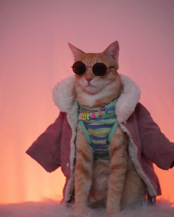 Fashion-forward cat August wearing sunglasses and a colorful outfit posing against a warm gradient background.
