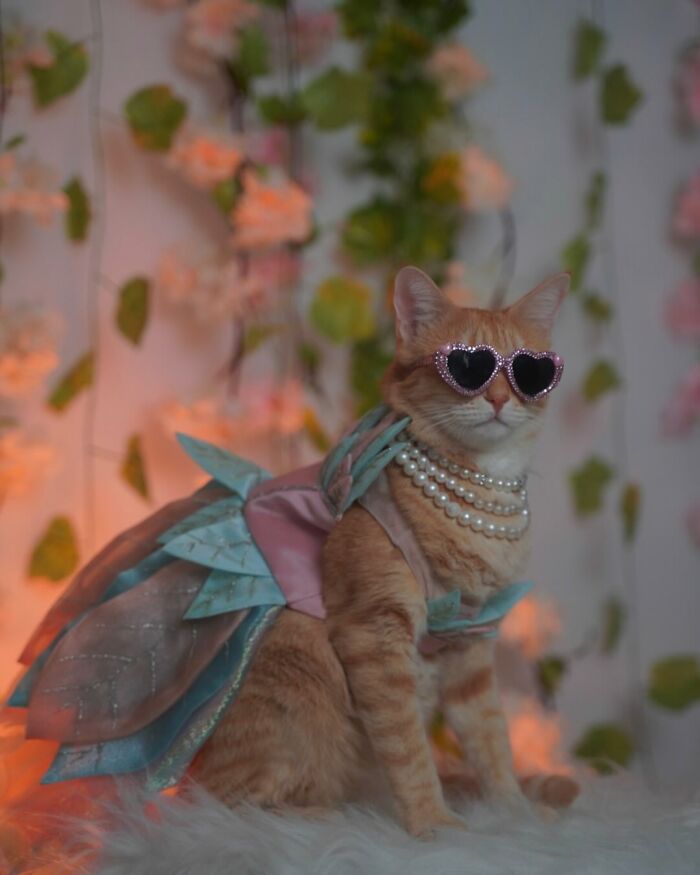 Fashion-forward cat August wearing heart-shaped sunglasses and pearls, posing with floral background in a stylish costume.