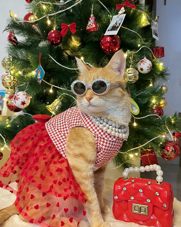 Fashion-forward cat wearing sunglasses, pearl necklace, and red dress posing by decorated Christmas tree with red handbag.