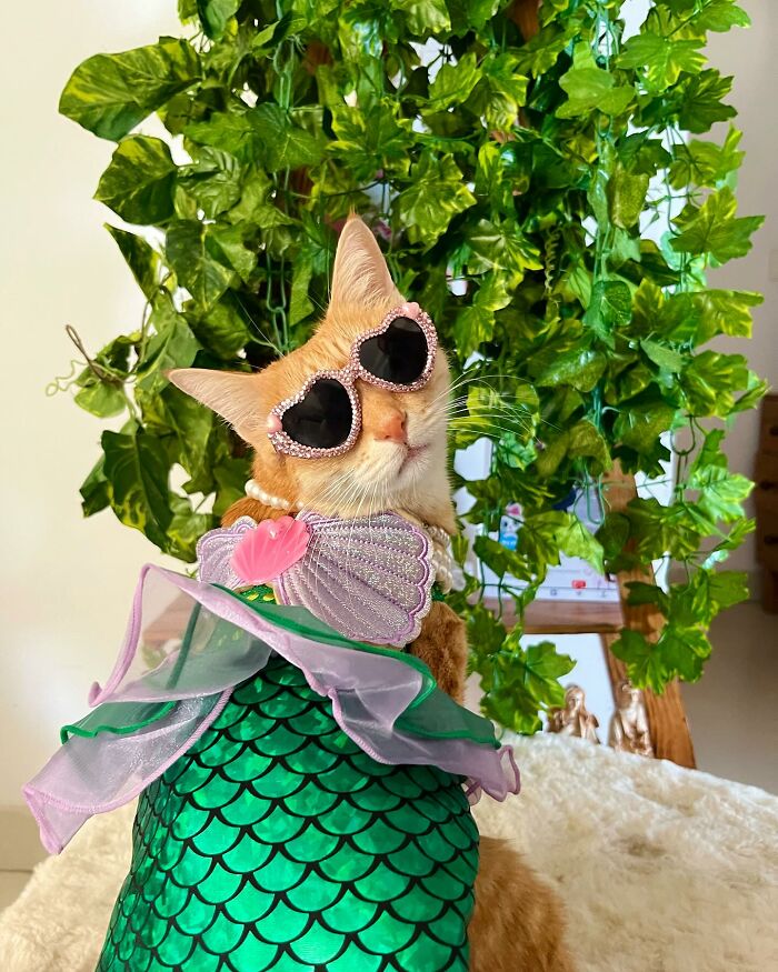 Fashion-forward cat wearing heart-shaped sunglasses and a mermaid costume posing in front of green leafy plants indoors