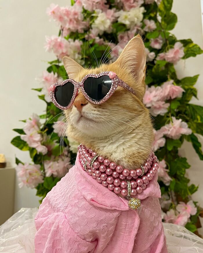 Fashion-forward cat August wearing heart-shaped sunglasses and pink pearl necklace with a pink outfit in front of flowers.