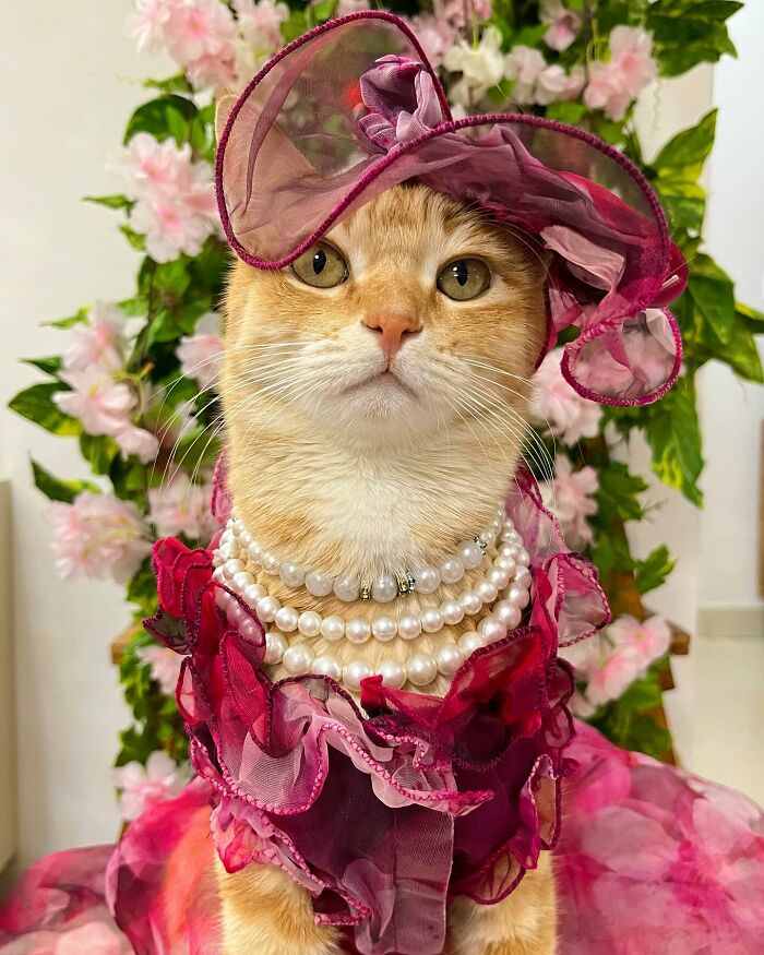Fashion-forward cat August wearing a pink frilled dress, pearl necklaces, and matching hat with floral background.