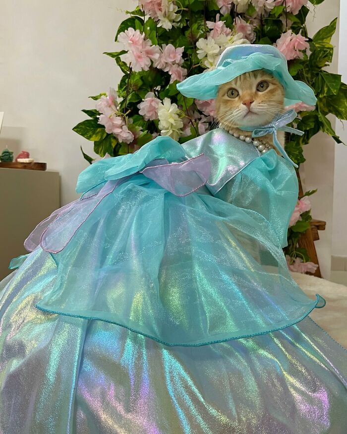 Fashion-forward cat wearing a shimmering blue dress and matching hat, posing elegantly in front of floral background.
