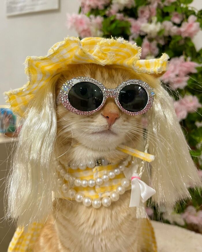 Fashion-forward cat August wearing sunglasses, a yellow hat, pearl necklaces, and a blonde wig with floral background.