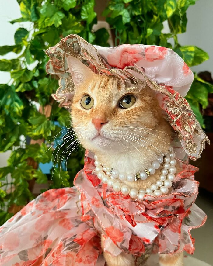 Fashion-forward cat wearing a floral hat and pearl necklace posing gracefully with green plants in the background