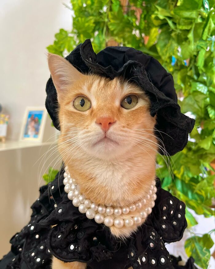 Fashion-forward cat August wearing a black hat, pearl necklace, and black outfit surrounded by green plants indoors.