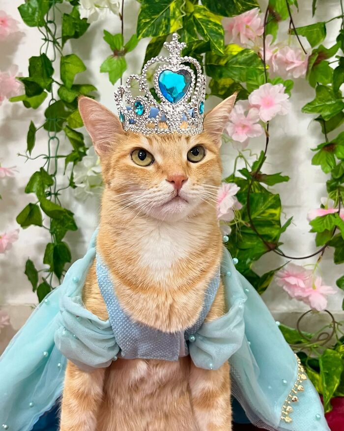Fashion-forward cat wearing a jeweled crown and blue dress, surrounded by green leaves and pink flowers.