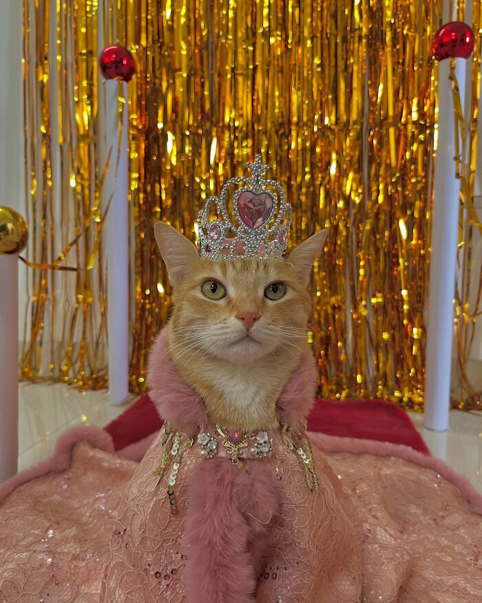 August the fashion-forward cat wearing a jeweled tiara and pink royal cape with a gold shimmering backdrop.