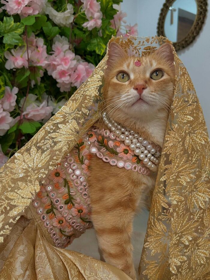 Fashion-forward cat August dressed in embroidered outfit and pearls, posing with golden lace fabric and pink flowers in background.