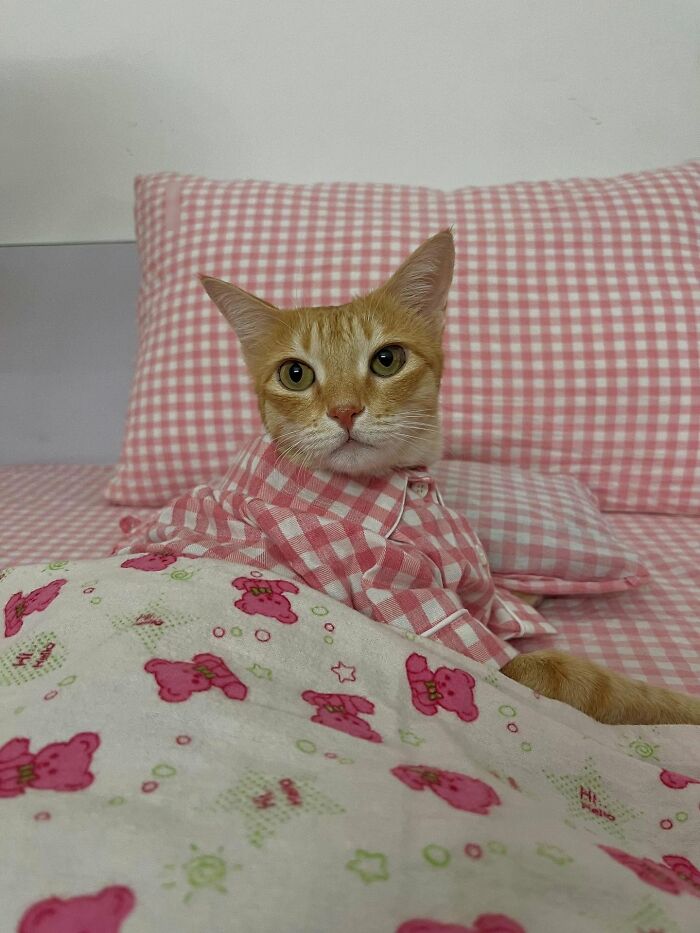 Orange cat named August wearing a pink checkered outfit, lying on a bed with matching pillows and a patterned blanket.
