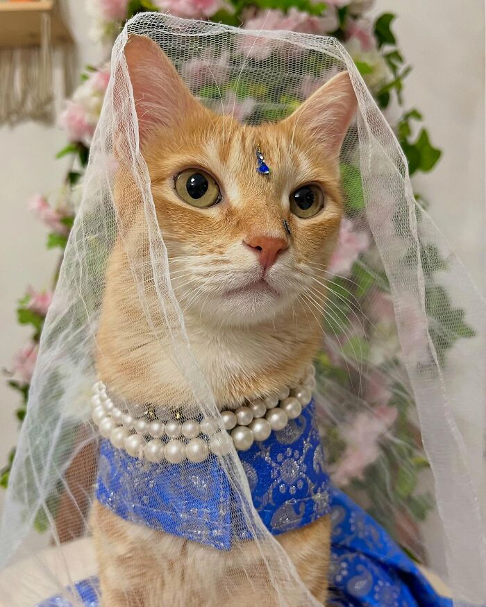 Fashion-forward cat August wearing a pearl necklace and blue dress with veil, posing elegantly in front of flowers.