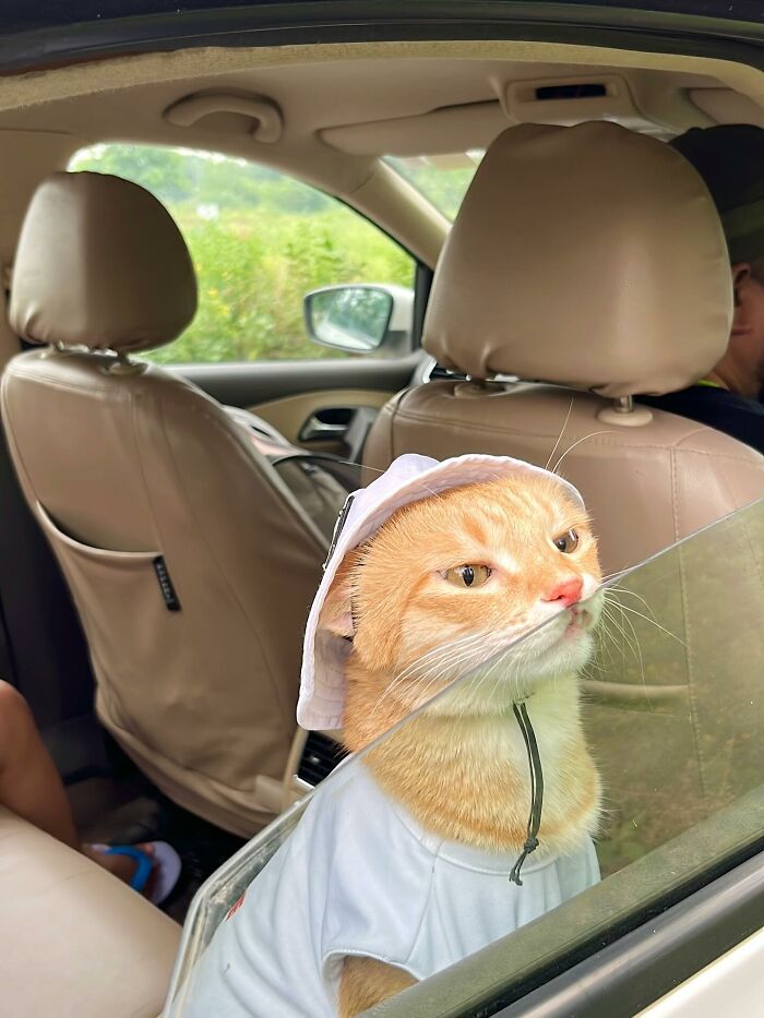 Fashion-forward cat August wearing a white hat and shirt sitting inside a car by the window, looking outside.