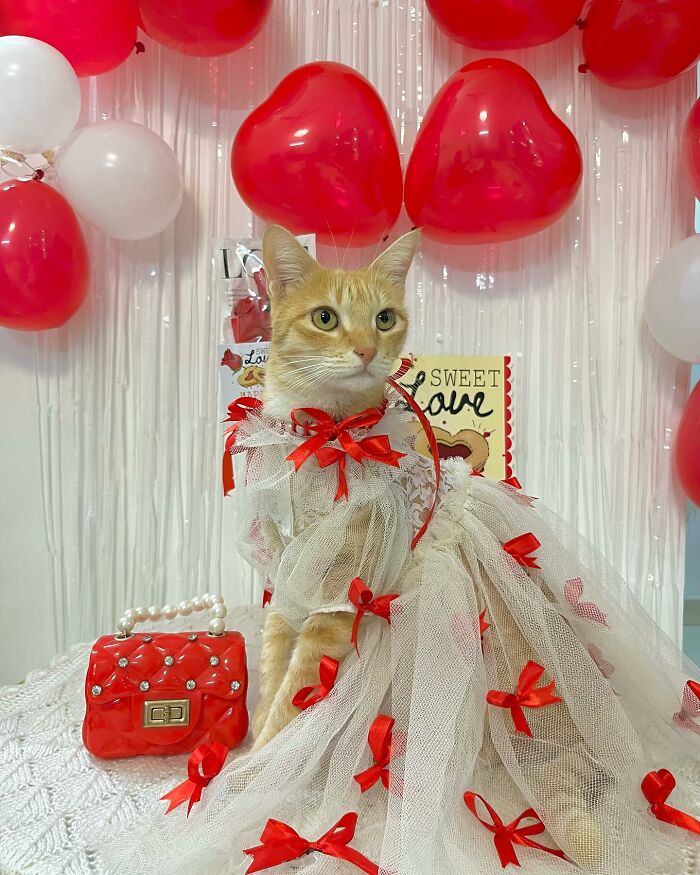 Fashion-forward cat dressed in white tulle with red bows sitting among red and white heart-shaped balloons.
