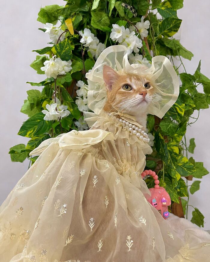 Fashion-forward cat dressed in an elegant sheer gown and pearl necklace posing against a backdrop of green leaves and white flowers.