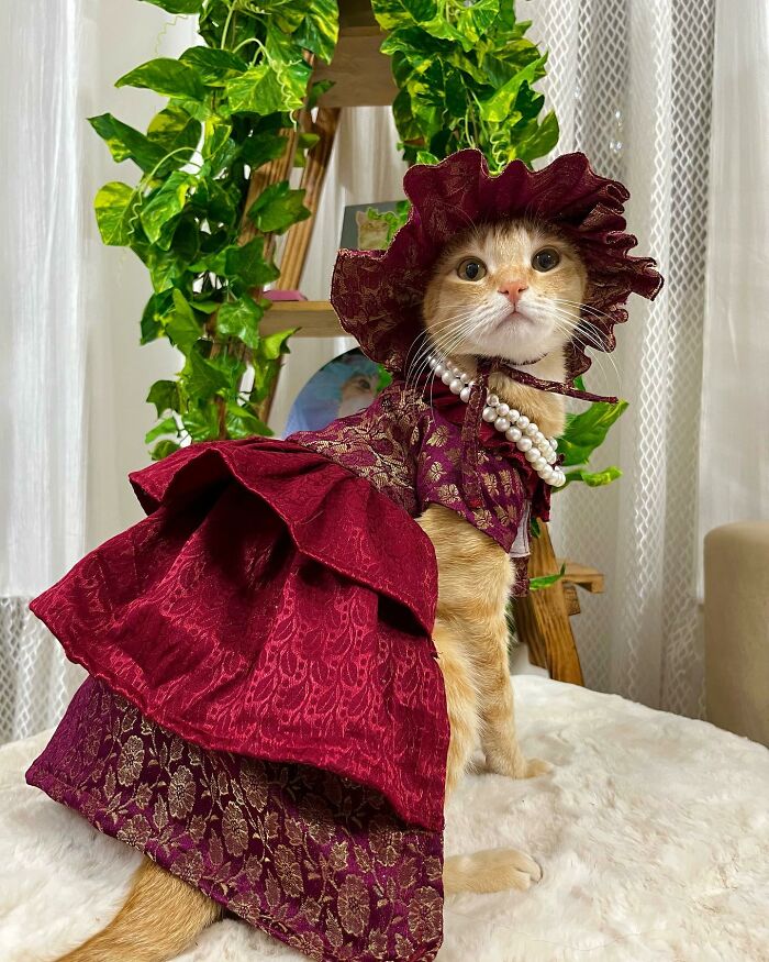 Fashion-forward cat dressed in an elegant burgundy outfit with a bonnet and pearl necklace sitting indoors.