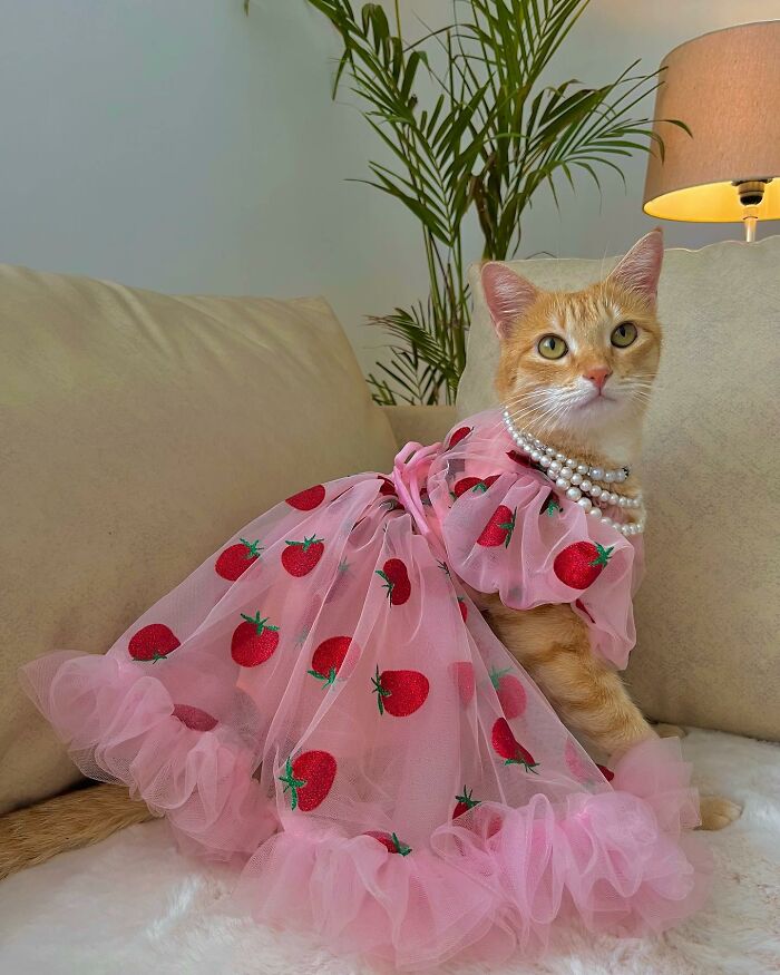 Fashion-forward cat wearing a pink strawberry dress and pearl necklace, sitting on a couch indoors with a lamp and plant nearby.