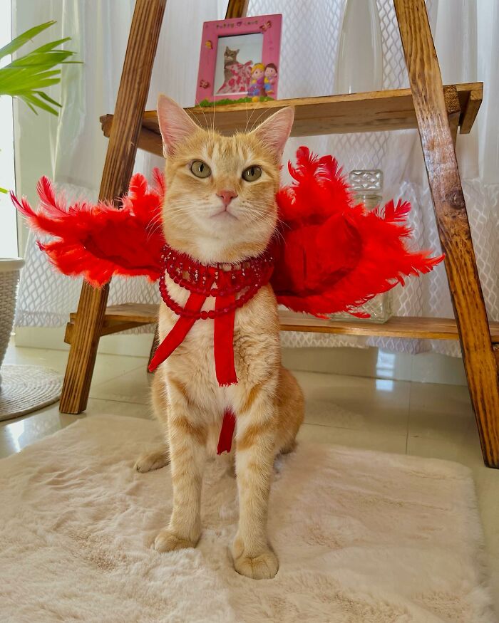 Ginger cat dressed in a red feathered costume sitting on a rug indoors, fashion-forward cat posing confidently.