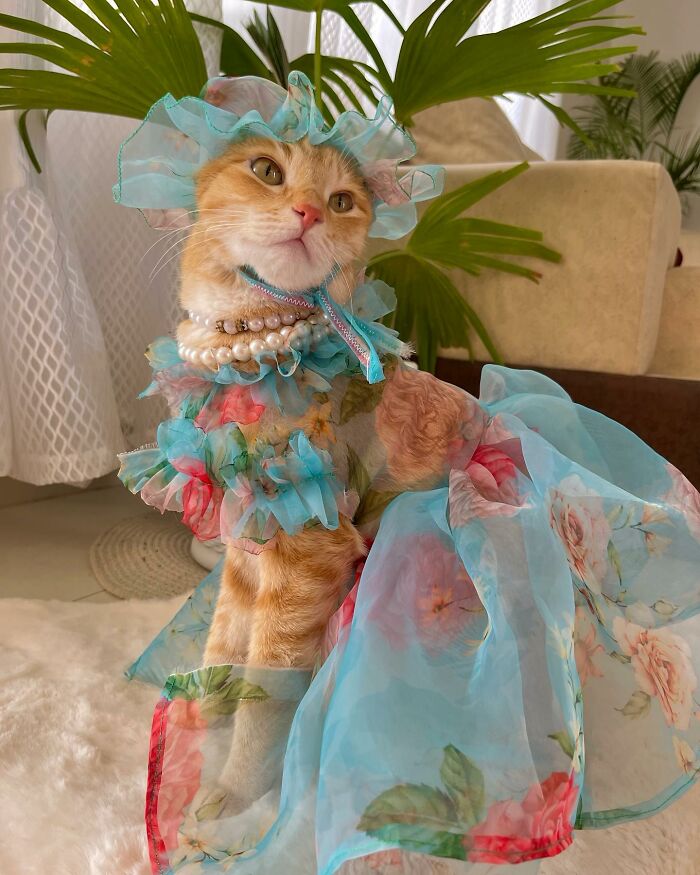 Fashion-forward cat wearing a floral blue dress and pearl necklace sitting indoors with green plants in the background.