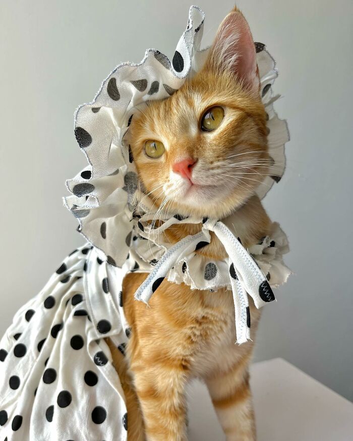 Fashion-forward cat wearing a polka dot outfit and bonnet, showcasing unique style and charm in a close-up portrait.