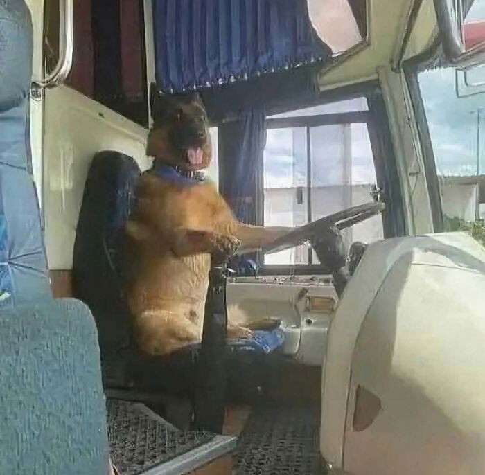 Perro sentado en el asiento del conductor, con una pata en el volante, en una imagen maldita y curiosa dentro de un vehículo.