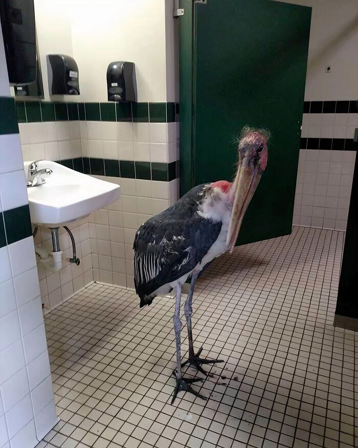 Ave extraña dentro de un baño público con azulejos blancos y verdes, imagen maldita a todos los niveles.