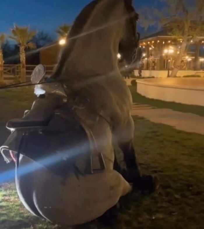 Caballo con silla iluminado por luz nocturna en ambiente exterior con palmeras y luces decorativas, imagen maldita.