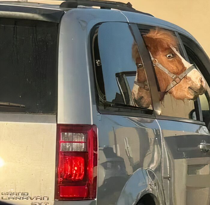Caballo dentro de una camioneta reflejando una imagen maldita capturada en una foto inesperada y curiosa.
