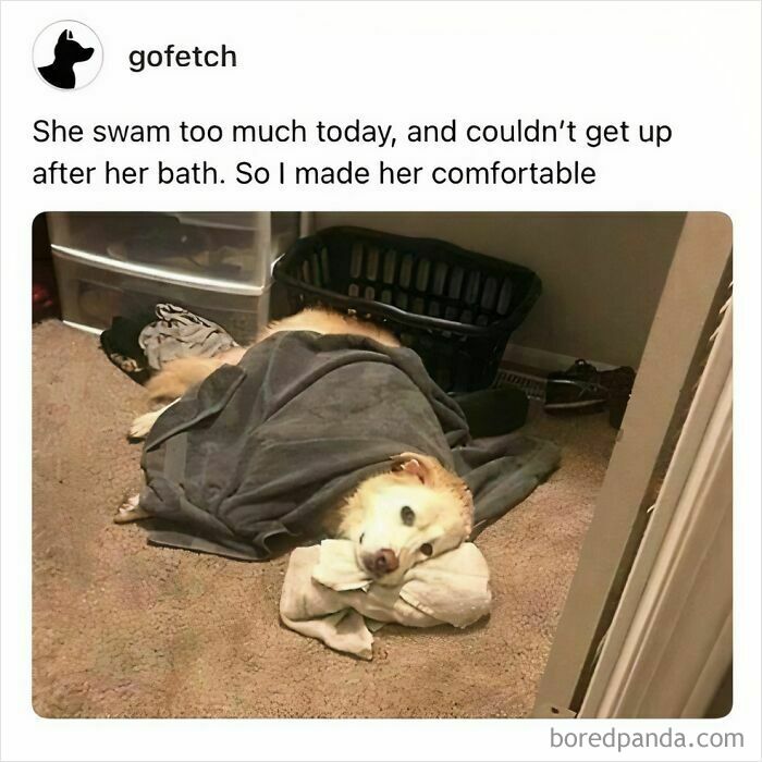 Doggo meme of a tired dog wrapped in a towel resting on carpet, showcasing wholesome pupper content from an online group.