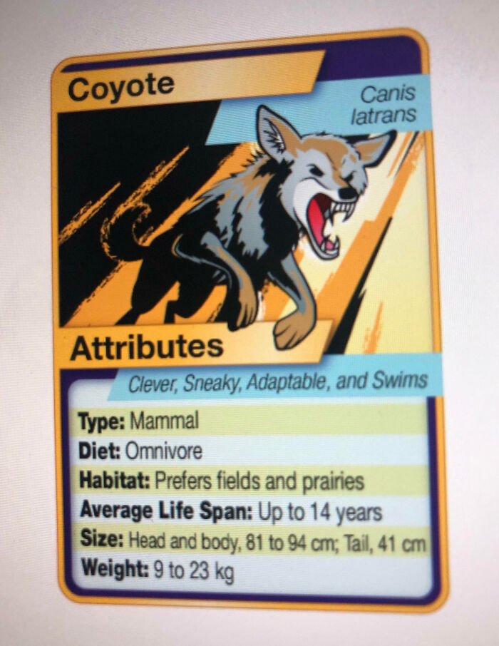 Coyote educational card showing attributes and facts, ideal for teachers passionate about learning and teaching students.