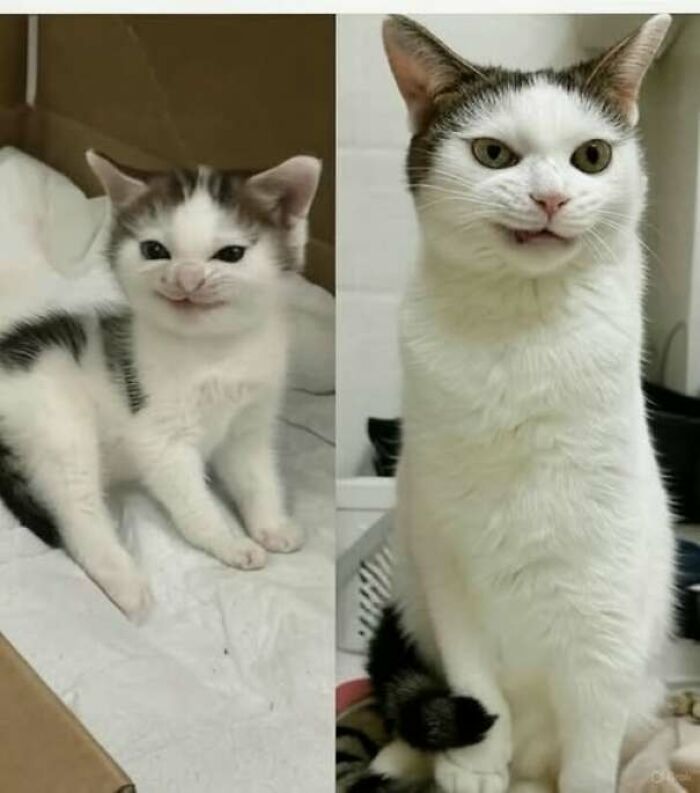 Gatos divertidos con expresiones únicas, mostrando momentos graciosos y tiernos en fotos compartidas en Facebook.