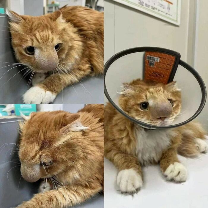 Gato naranja con una extraña protuberancia en la nariz en varias fotos compartidas en página de Facebook de gatos.