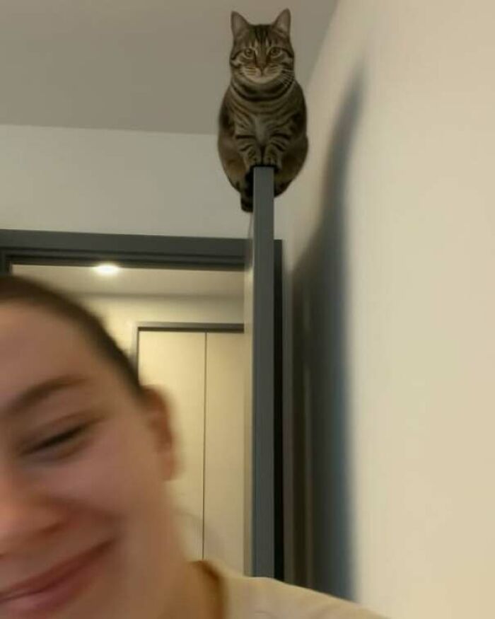 Gato atigrado divertido sentado en la parte superior de una puerta, capturado en fotos de gatos compartidas en Facebook.