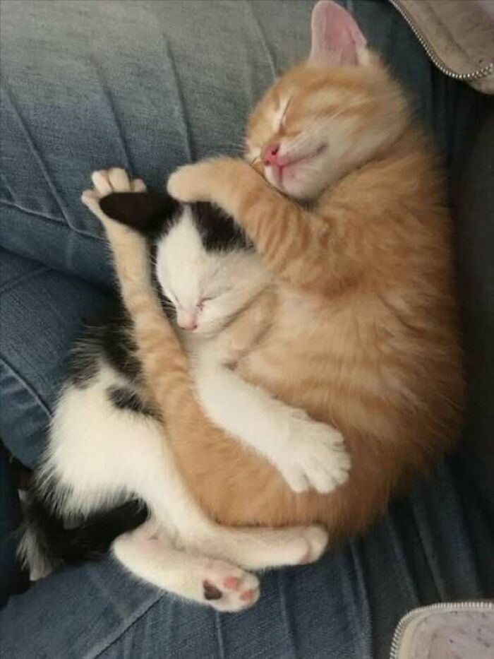 Dos gatitos durmiendo abrazados, mostrando ternura y dulzura en una imagen adorable de gatos.
