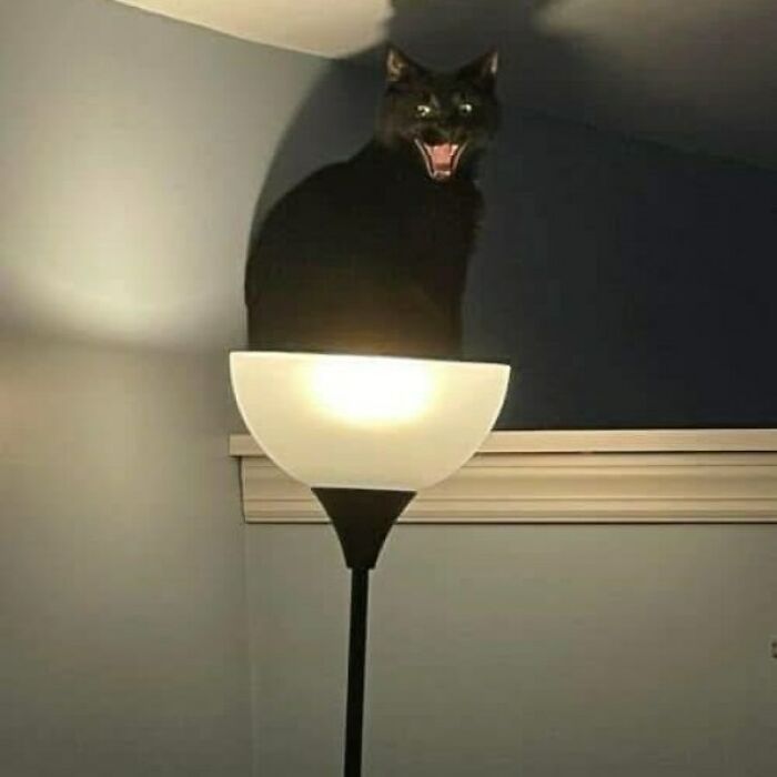 Gato negro posando sobre lámpara encendida en esquina de habitación, imagen divertida de fotos de gatos.