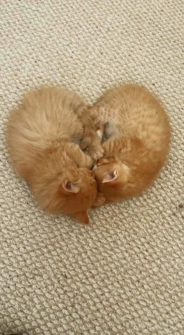 Dos gatitos pelirrojos durmiendo juntos formando un corazón en alfombra, foto divertida de gatos para redes sociales.