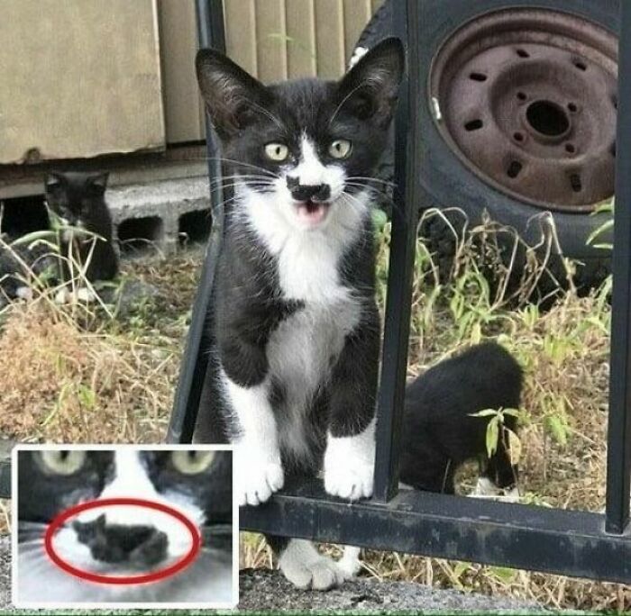 Gato blanco y negro con manchas sobre el labio que parecen un bigote divertido en fotos de gatos graciosos.
