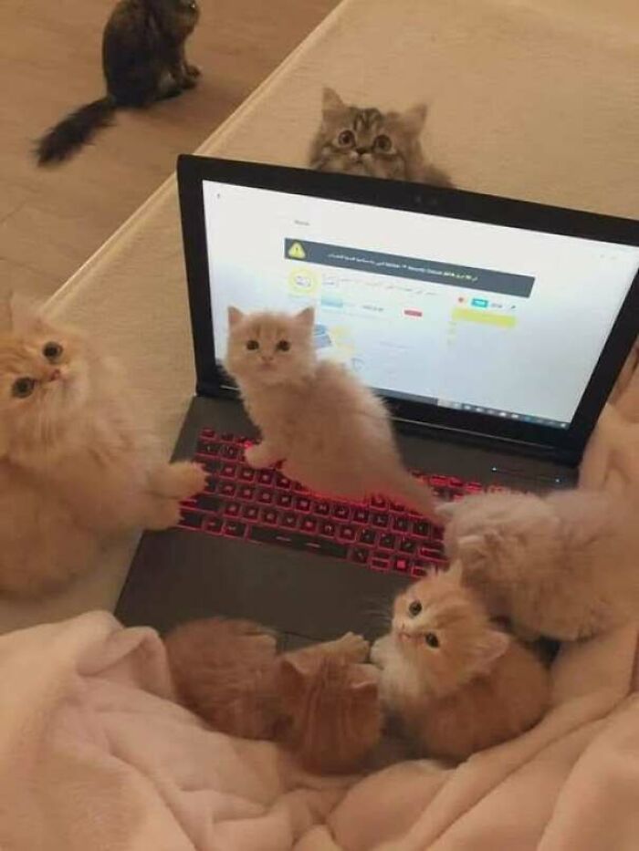 Gatitos curiosos sobre un teclado de laptop, una divertida escena de fotos de gatos para compartir en redes sociales.
