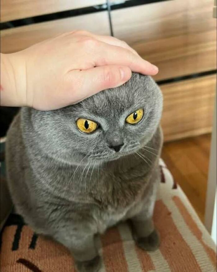 Gato gris de ojos amarillos siendo acariciado en la cabeza en una divertida foto compartida en página de gatos.