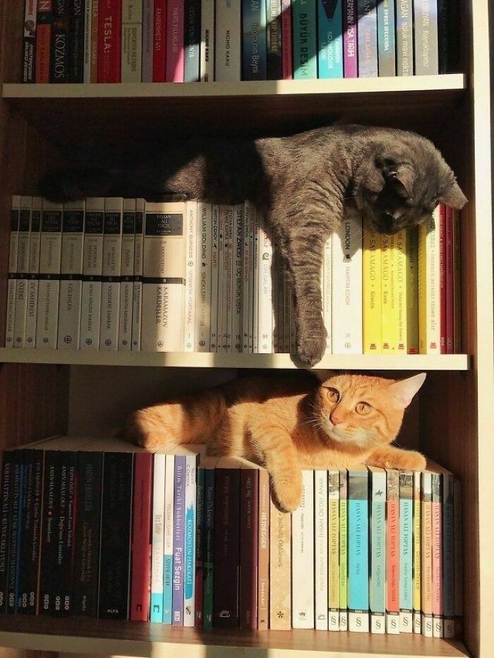 Gatos descansando entre libros en una librería, imagen divertida de gatos compartida en página de Facebook.